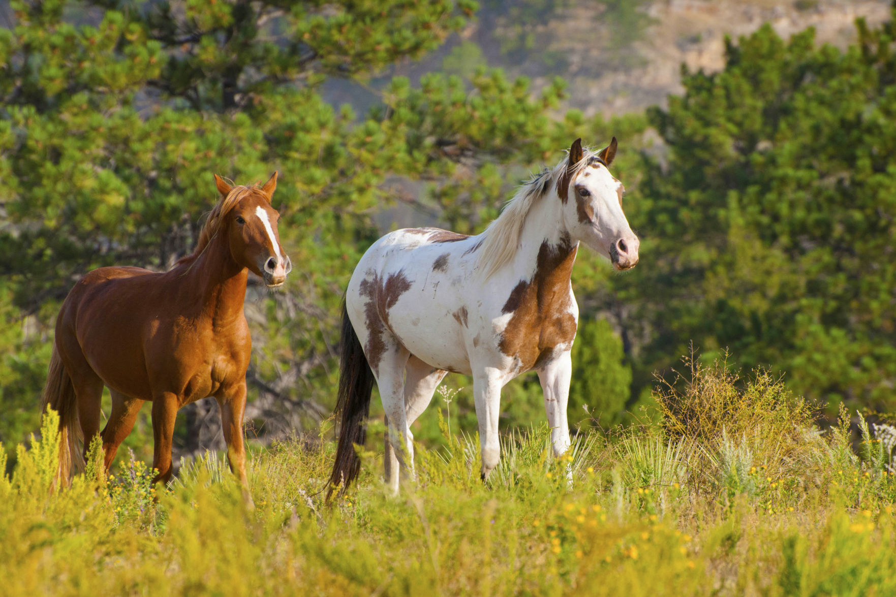 horse1.jpg